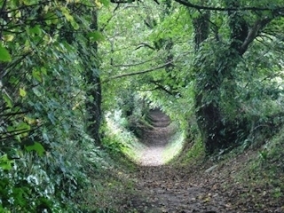 Woodland scenery near Dimora Bed and Breakfast Padstow